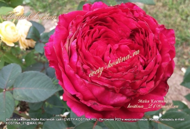 бордовая ностальгическая роза сорт Alain Souchon- Rouge Royale 