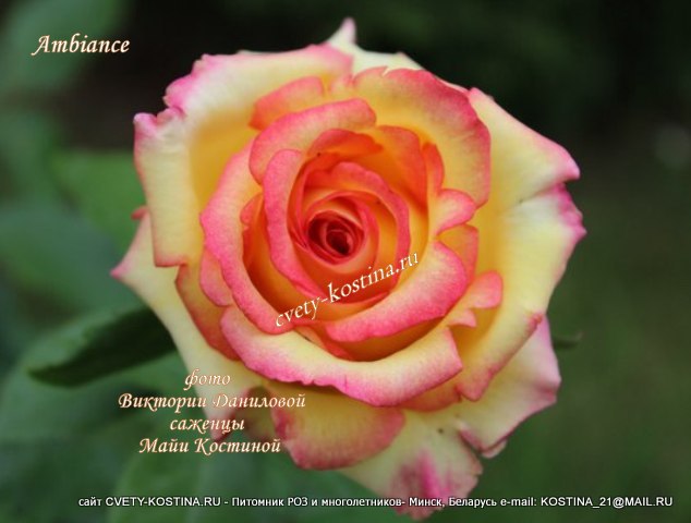 желтая с малиновой каймой чайно-гибридная роза сорт Ambiance- цветок, фото