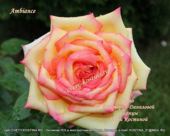 желтая чайно-гибридная срезочная роза сорт Ambiance- цветок, фото