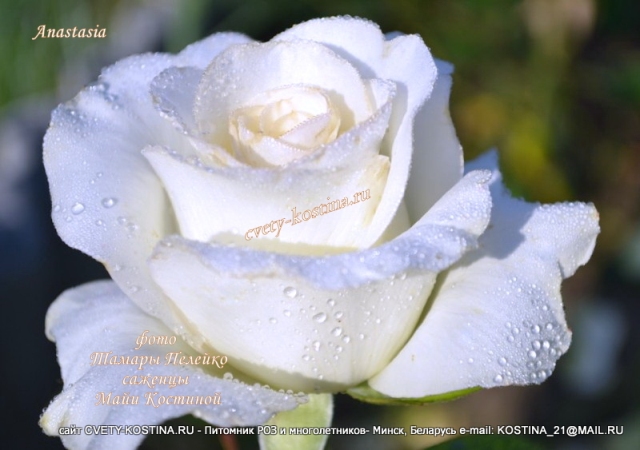 чайно- гибридная белая роза сорт Anastasia, цветок, фото