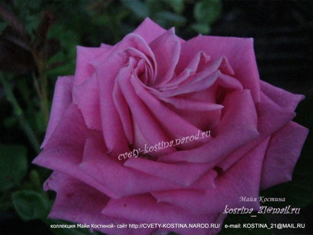 сиренево розовая чайно-гибридная срезочная роза сорт Aqua- Аква
