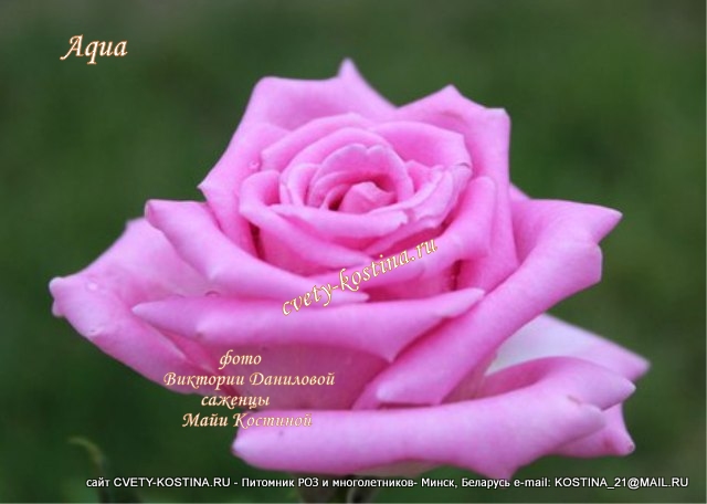 чайно-гибридная срезочная роза сорт Aqua- розово- сиреневый цветок