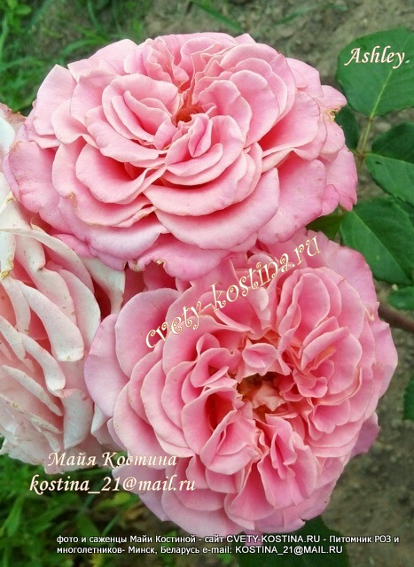 Чайно- гибридная роза Tantau сорт Ashley- цветы, фото 