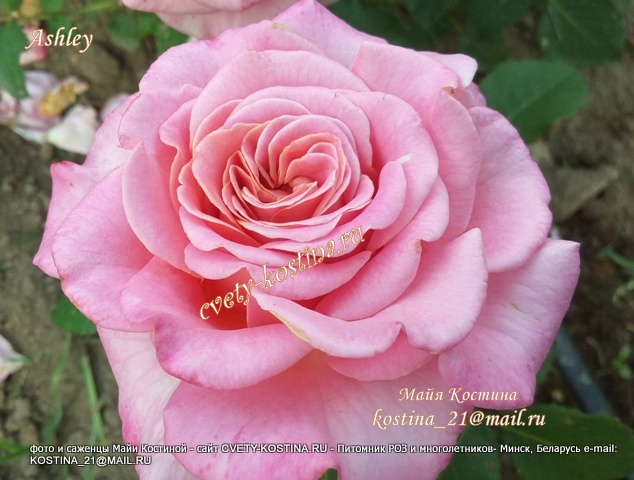 Чайно- гибридная розовая роза Tantau сорт Ashley- цветок, фото 