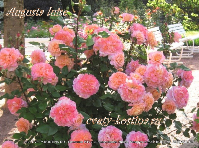 Чайно-гибридная роза сорт Augusta Luise- цветущий куст в саду