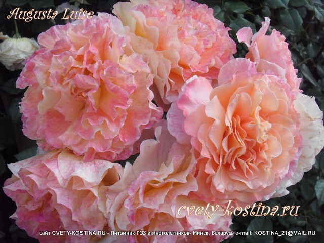 Чайно-гибридная роза Tantau сорт Augusta Luise- цветы, фото, описание