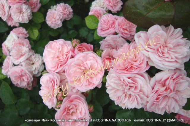 розовая роза сорт Bailando- цветущий куст в саду, фото