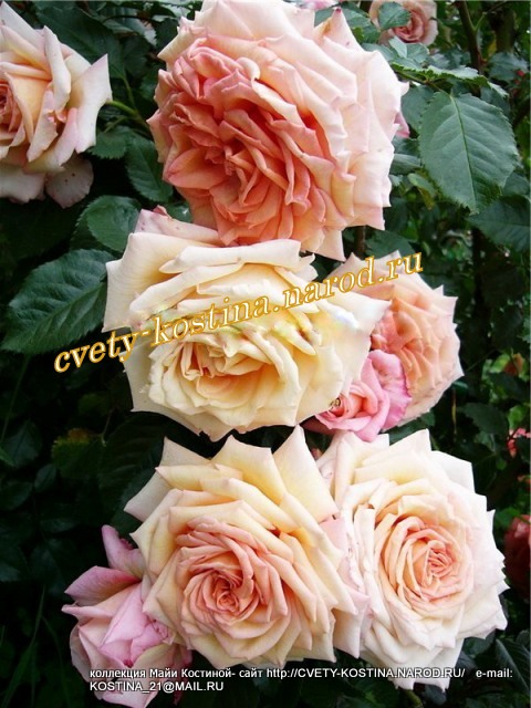 Плетистая абрикосово- розовая роза Barock - TANbak - Climber, цветы