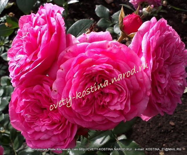 ностальгическая розовая Роза флорибунда сорт Baronesse, цветы, фото 