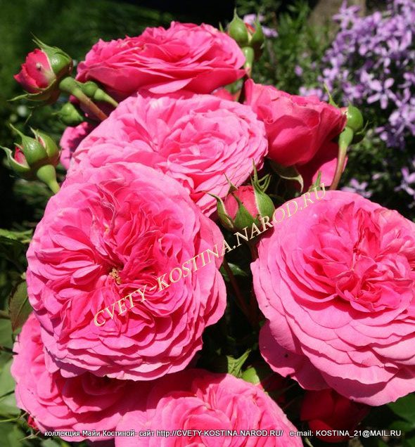 ностальгическая розово- фуксиевая Роза Tantau сорт BARONESSE- группа флорибунда