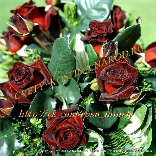 Чайно-гибридная чёрная роза Black Baccara- MEIdebenne- цветы, фото, описание 