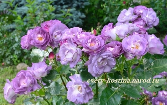 голубая роза сорт Blue for You, цветущий куст в саду, фото
