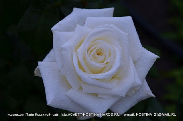 Чайно-гибридная белая роза сорт Boeing- срезочная- цветок, фото