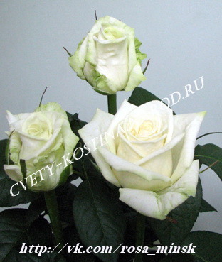 Чайно-гибридная белая роза сорт Boeing- срезочная- цветы, фото, описание