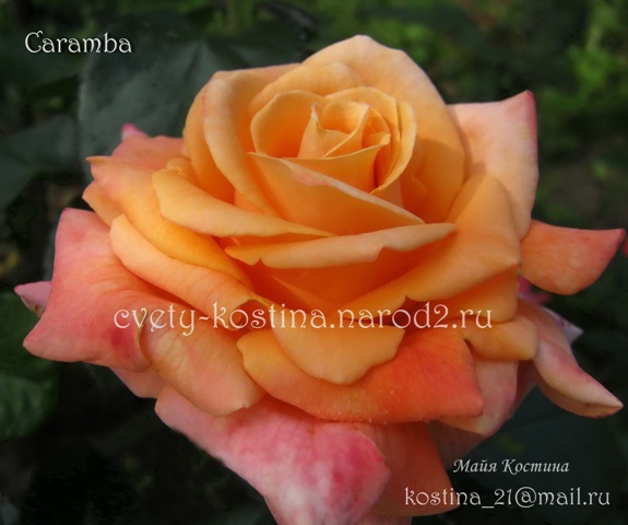  Чайно-гибридная абрикосовая роза Tantau сорт Caramba- цветок, фото, описание 