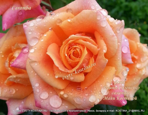  Чайно-гибридная абрикосово-оранжевая роза Tantau сорт Caramba- цветок