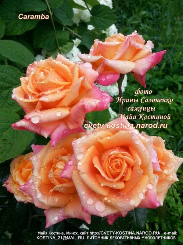 Чайно-гибридная абрикосовая роза сорт Caramba- цветущий куст в саду 
