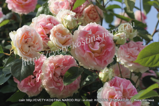 бело- розовая плетистая роза Цезарь- Cesar - MEIsardan- цветы в саду