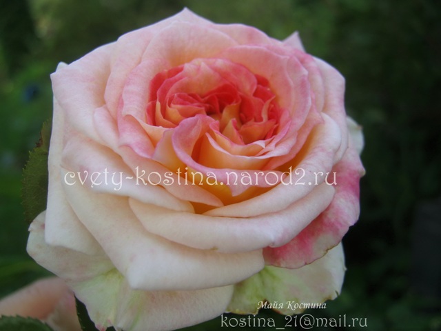крупноцветковая плетистая роза сорт Цезарь- Cesar - MEIsardan