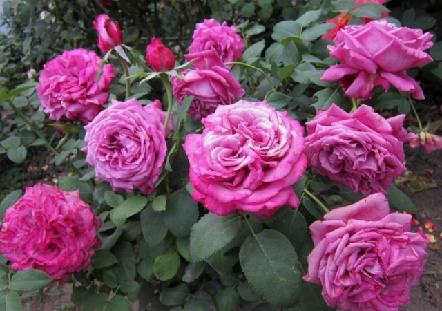 Чайно-гибридная сиреневая роза Claude Brasseur- MEIbriacus- цветущий куст в саду 