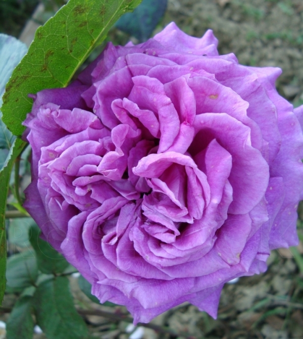 Чайно-гибридная роза Claude Brasseur- MEIbriacus- Meilland- фото, описание 
