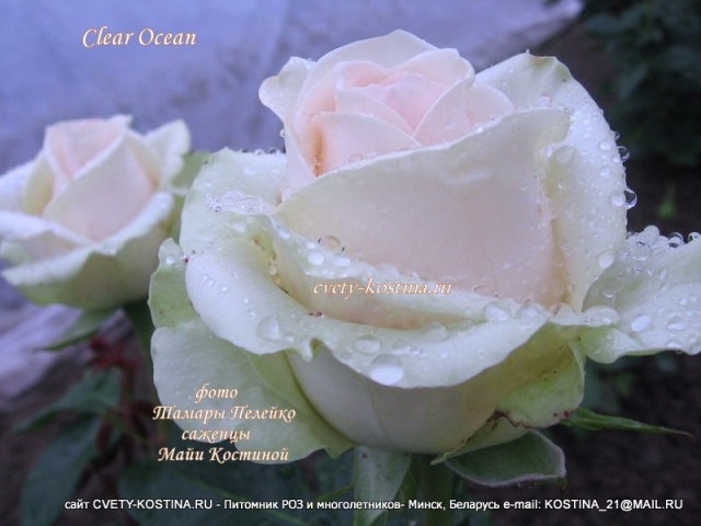 Чайно-гибридная бело- розовая роза Tantau сорт Clear Ocean- TANaraelc
