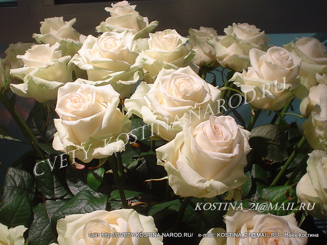 белая чайно-гибридная роза Tantau- Clear Ocean- цветы, фото, отзывы