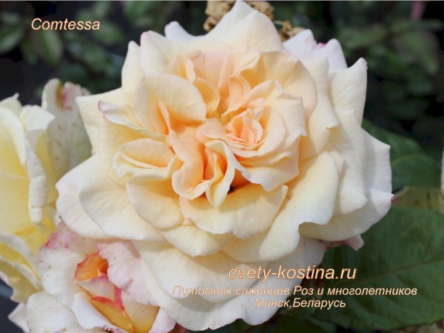  чайно-гибридная персиковая роза сорт Comtessa- цветок, фото