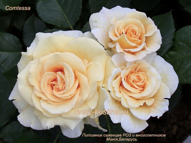 кремовая чайно-гибридная ностальгическая роза сорт Comtessa- цветы