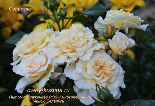  чайно-гибридная ностальгическая роза Comtessa- цветущий куст на клумбе