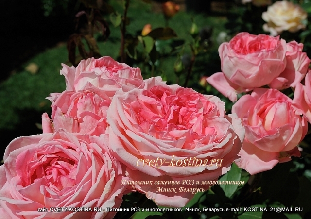 Чайно-гибридная роза сорт Comtesse de Provence- Liv Tyler - MEIbacus- Meilland