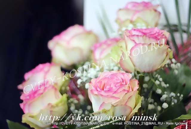 Чайно- гибридная роза сорт Dolte Vita+ - Lex Voom, цветы, фото