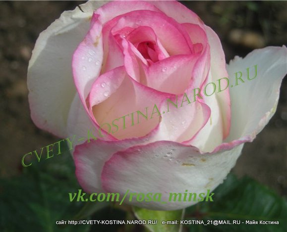 белая с розовой каймой роза Dolte Vita+ - Lex Voom, фото