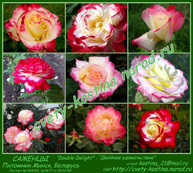 двухцветная белая с красной каймой роза Double Delight- цветы, фото