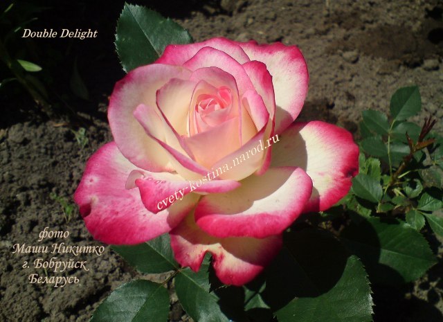 Чайно-гибридная белая с розовым роза сорт Double Delight- ANDeli- цветок