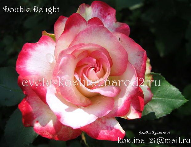 Чайно-гибридная двухцветная роза сорт Double Delight- ANDeli- фото, описание
