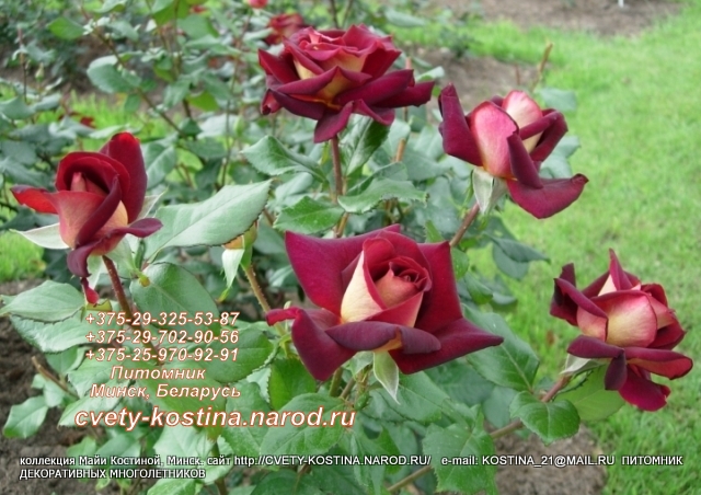 коричневая роза сорт Eddy Mitchell- MEIrysett- цветущий куст в саду