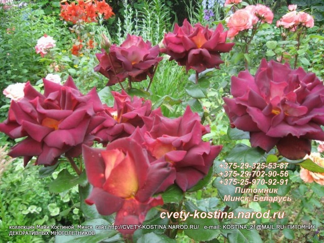 Чайно- гибридная коричневая роза Eddy Mitchell- MEIrysett- цветущий куст на клумбе 