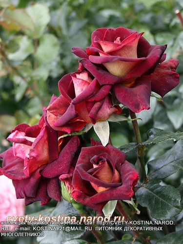 Чайно- гибридная роза сорт Eddy Mitchell- MEIrysett- цветы, фото, описание 