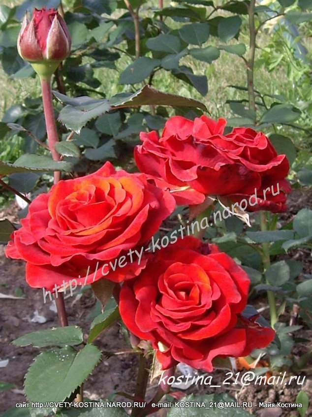 оранжево- красная чайно- гибридная роза El Toro- цветы, фото, описание