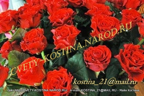 ярко-красная чайно- гибридная роза сорт El Toro- цветы, фото