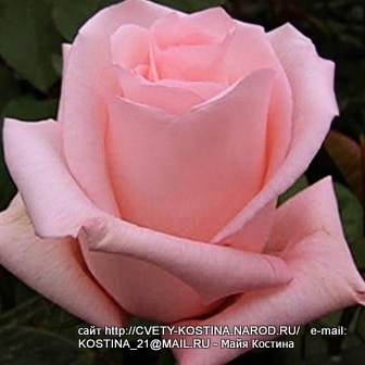 розовая срезочная роза сорт Engagement- Грандифлора, цветок, фото, описание