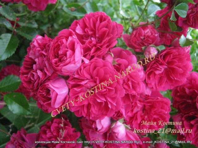 розово- малиновая плетистая роза Excelsa - Rambler - вьющаяся, цветы