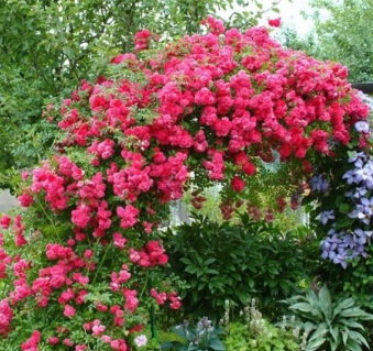 розово- малиновая плетистая роза Excelsa - Rambler - вьющаяся в цвету на арке