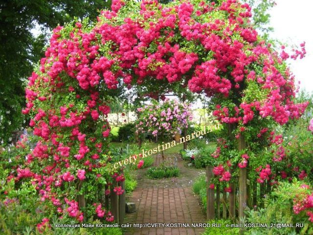 розово- малиновая плетистая роза Excelsa - Rambler -вьющаяся- цветущий куст на арке