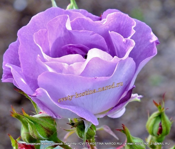 голубая роза Floribunda сорт Blue for You, цветок, фото