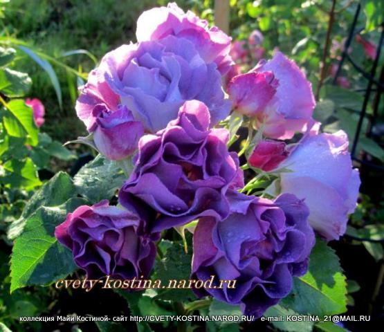 голубая роза Floribunda сорт Blue for You, цветы, фото