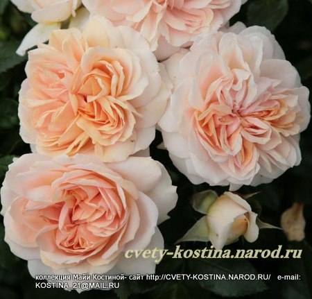 персиково-розовая роза Floribunda сорт Garden of Roses, цветок, фото