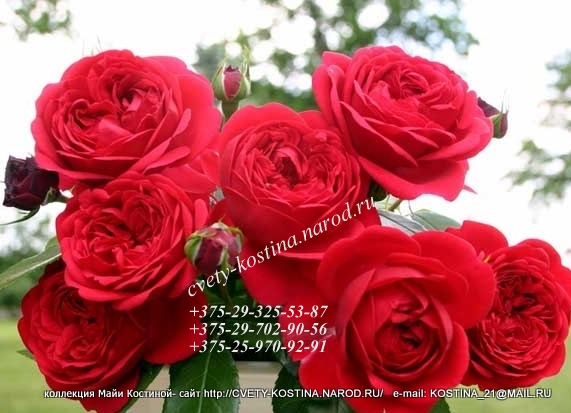 ярко- красная роза Floribunda сорт Out of Rosenheim, цветы, фото