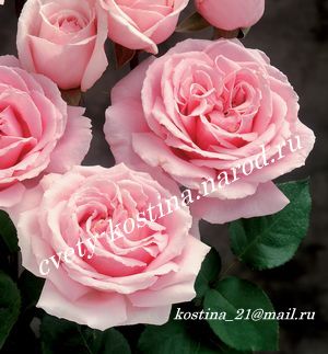 роза Frederic Mistral - Фредерик Мистраль, Meilland